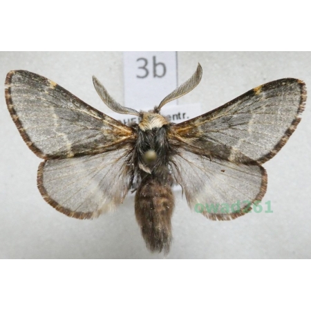 Poecilocampa populi (Linnaeus, 1758) male Czech3b